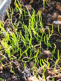 Attēlu rezultāti vaicājumam “Utricularia x neglecta leaf”