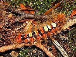 Attēlu rezultāti vaicājumam “Moma alpium”