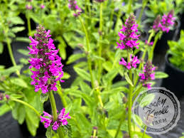 Attēlu rezultāti vaicājumam “Stachys officinalis”