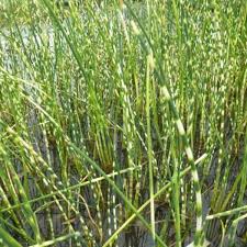 Attēlu rezultāti vaicājumam “Schoenoplectus lacustris subsp. lacustris”