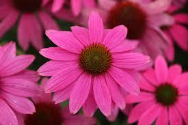 Image result for roter Sonnenhut