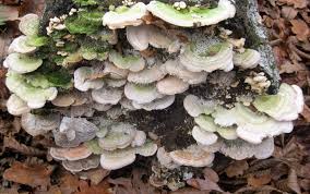 Attēlu rezultāti vaicājumam “Lenzites betulina”