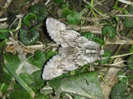 Attēlu rezultāti vaicājumam “Brachionycha nubeculosa”