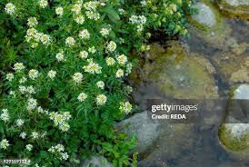 Attēlu rezultāti vaicājumam “Cardamine amara leaf”