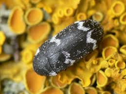 Attēlu rezultāti vaicājumam “Megatoma undata”