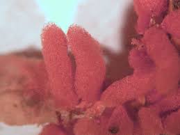 Attēlu rezultāti vaicājumam “Arcyria major macro”