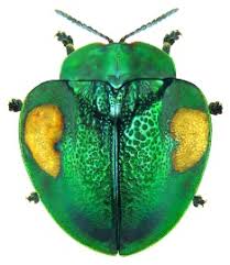 Attēlu rezultāti vaicājumam “Chrysomelidae”