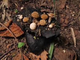 Attēlu rezultāti vaicājumam “Asterophora lycoperdoides”