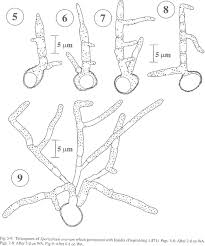 Attēlu rezultāti vaicājumam “Sphacelotheca hydropiperis”