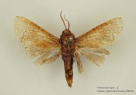 Attēlu rezultāti vaicājumam “Cossidae”