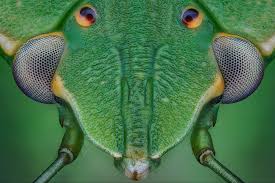 Attēlu rezultāti vaicājumam “Palomena prasina imago”