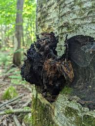 Attēlu rezultāti vaicājumam “Inonotus obliquus”