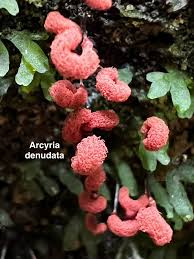 Attēlu rezultāti vaicājumam “Arcyria denudata young”