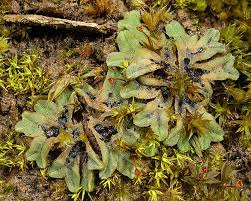 Attēlu rezultāti vaicājumam “Riccia sorocarpa macro”