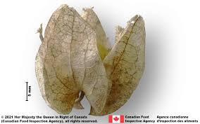 Attēlu rezultāti vaicājumam “Nicandra physalodes fruit”