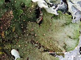 Attēlu rezultāti vaicājumam “Melanohalea exasperata”