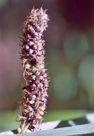 Attēlu rezultāti vaicājumam “Anthracoidea”