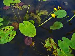 Attēlu rezultāti vaicājumam “Nuphar lutea leaf”