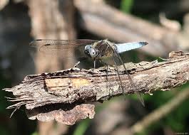 Attēlu rezultāti vaicājumam “Libellula fulva”