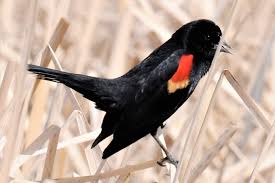 Image result for Bird