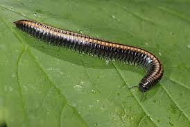 Attēlu rezultāti vaicājumam “Ommatoiulus sabulosus”