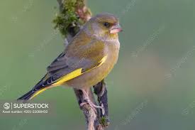 Attēlu rezultāti vaicājumam “Chloris chloris male”