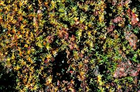 Attēlu rezultāti vaicājumam “Campylopus pyriformis”