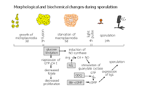 Attēlu rezultāti vaicājumam “Physarum nitens”