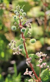 Attēlu rezultāti vaicājumam “Urticaceae”