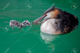 Attēlu rezultāti vaicājumam “Podiceps cristatus juvenile”