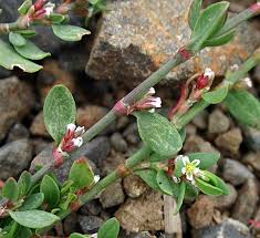 Attēlu rezultāti vaicājumam “Polygonum arenastrum leaf”