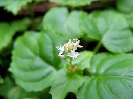 Attēlu rezultāti vaicājumam “Oenothera rubricauli flower”
