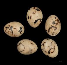 Attēlu rezultāti vaicājumam “Emberiza schoeniclus eggs”