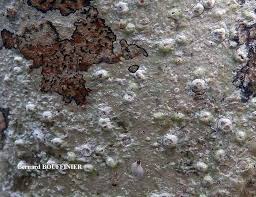 Attēlu rezultāti vaicājumam “Pertusaria leioplaca”