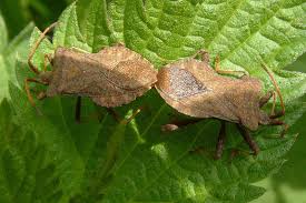 Attēlu rezultāti vaicājumam “Coreus marginatus imago”