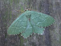 Attēlu rezultāti vaicājumam “Hemithea aestivaria”