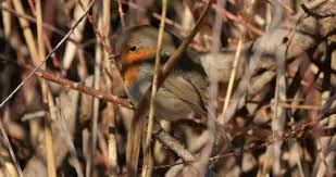 Attēlu rezultāti vaicājumam “Erithacus rubecula nest”