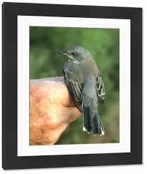 Image result for Sylvia rueppelli