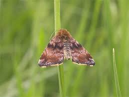 Attēlu rezultāti vaicājumam “Panemeria tenebrata”
