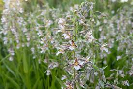 Attēlu rezultāti vaicājumam “Platanthera bifolia leaf”