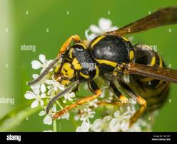 Attēlu rezultāti vaicājumam “Vespula germanica male”