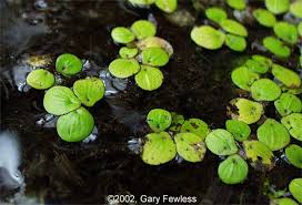 Attēlu rezultāti vaicājumam “Spirodela polyrhiza”
