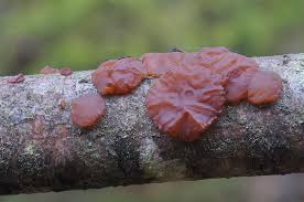 Attēlu rezultāti vaicājumam “Exidia repanda”