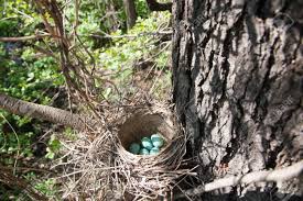 Attēlu rezultāti vaicājumam “Turdus philomelos nest”