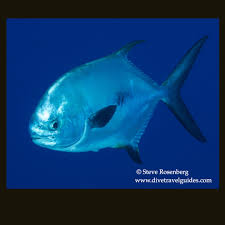 Image result for Trachinotus carolinus