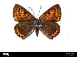 Attēlu rezultāti vaicājumam “Lycaena hippothoe female”