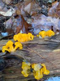 Attēlu rezultāti vaicājumam “Dacrymyces chrysospermus”