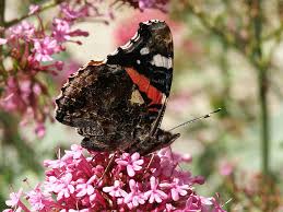 Attēlu rezultāti vaicājumam “Vanessa atalanta upperside”