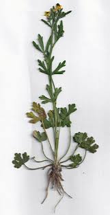 Attēlu rezultāti vaicājumam “Ranunculus sceleratus flower”