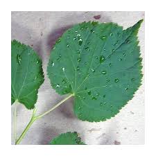 Attēlu rezultāti vaicājumam “Tilia cordata leaf”